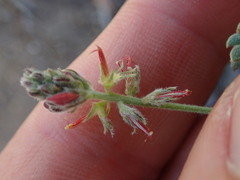 Indigofera porrecta