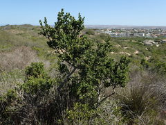 Robsonodendron maritimum