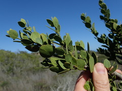 Robsonodendron maritimum