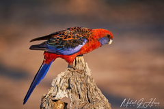 Platycercus elegans elegans