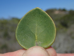 Robsonodendron maritimum