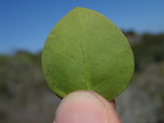 Robsonodendron maritimum