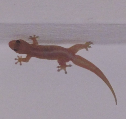 Common Four-clawed Gecko