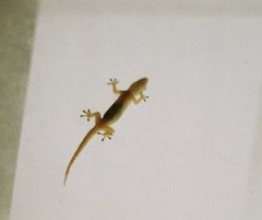Afrogecko porphyreus
