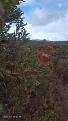 (c) Lin Scott, some rights reserved (CC BY) Banksia baxteri, photograph (c) Lin Scott, some rights reserved (CC BY)