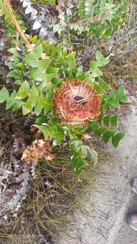 Banksia baxteri, photograph 3