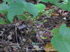 Dendrocnide moroides