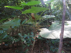 Dendrocnide moroides