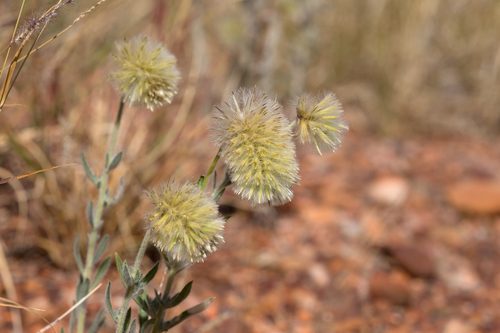 Ptilotus clementii observed 2019-06-23