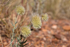 Ptilotus clementii