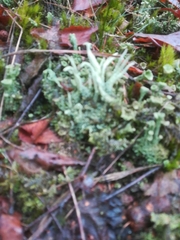 Cladonia