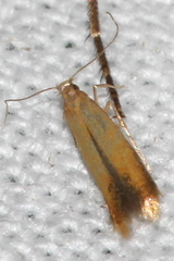 Coptotriche marginea