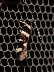 Macrobathra sarcoleuca