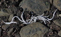 Thamnolia vermicularis vermicularis