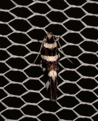 Macrobathra sarcoleuca