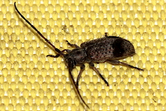 Exocentrus punctipennis