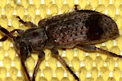 Exocentrus punctipennis