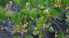 Dioscorea elephantipes