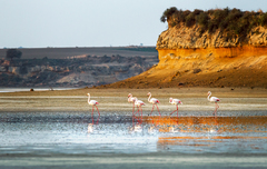 Phoenicopterus roseus