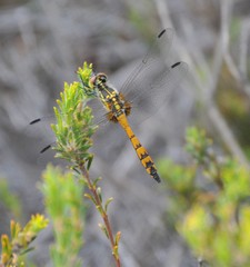 Austrothemis nigrescens