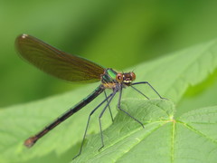Calopteryx amata
