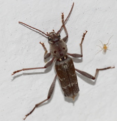 Xylotrechus smei