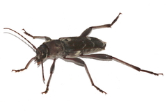 Xylotrechus smei