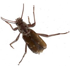 Xylotrechus smei