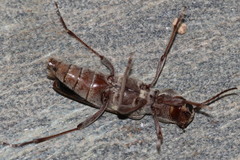 Xylotrechus smei