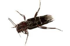Xylotrechus smei