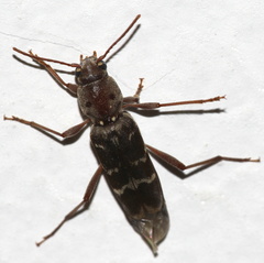 Xylotrechus smei