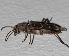 Xylotrechus smei