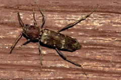 Xylotrechus smei