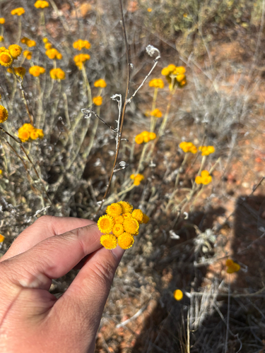 Common Everlasting