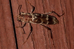Xylotrechus smei