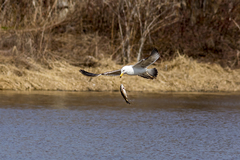 Larus