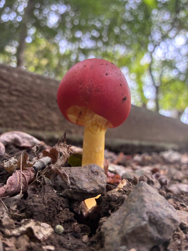 Amanita satotamagotake