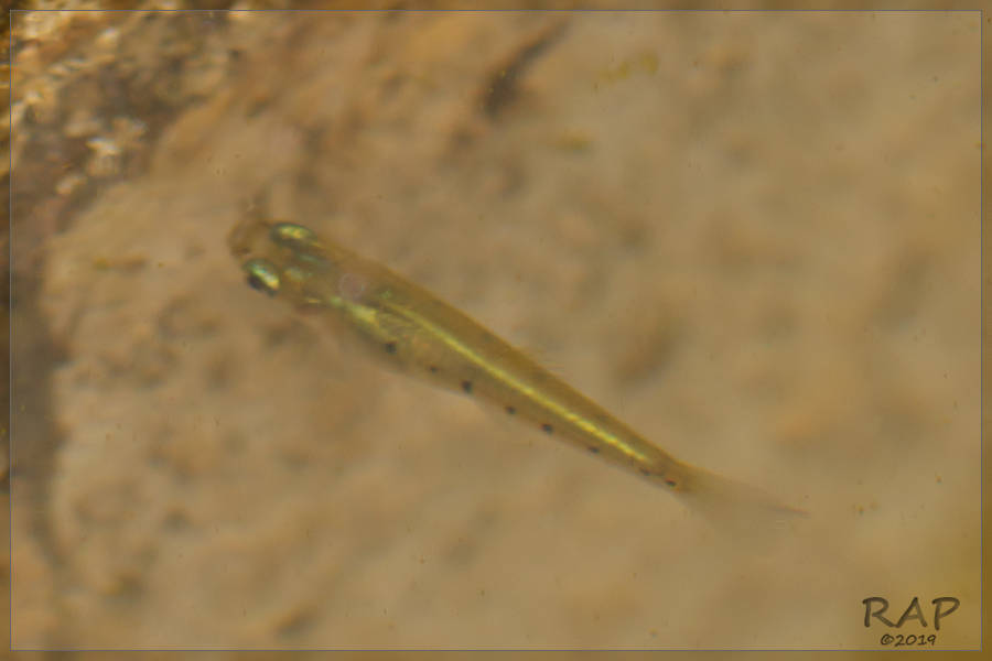 Ten Spotted Live-bearer (Cnesterodon decemmaculatus)