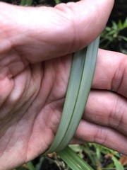 Cyperus exaltatus