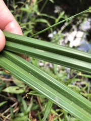 Cyperus exaltatus
