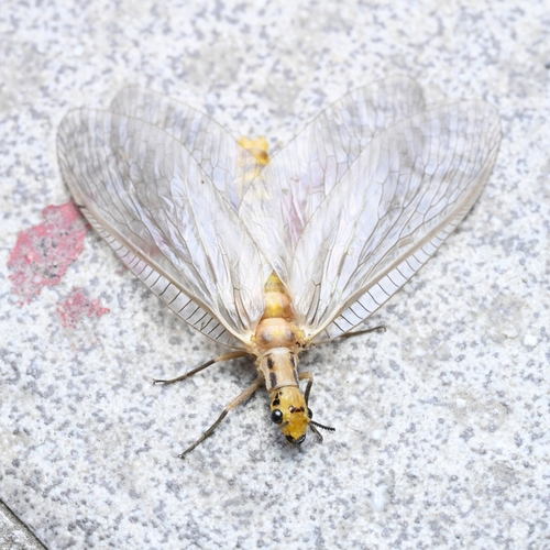 Protohermes xanthodes