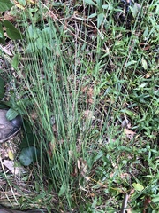 Juncus usitatus