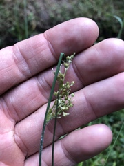 Juncus usitatus