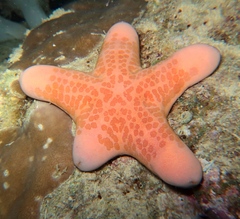 Choriaster granulatus