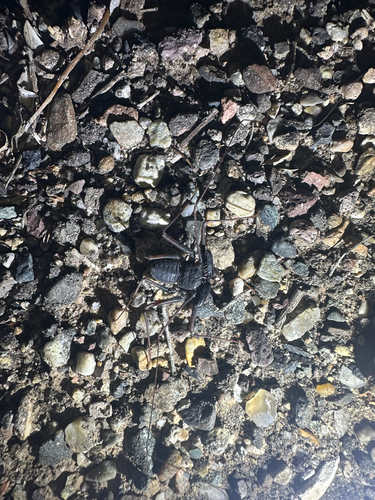 Arizona Tailless Whip Scorpion photo 5