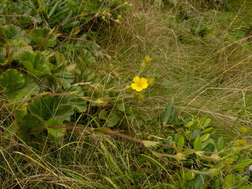 Geum radiatum, photograph 2