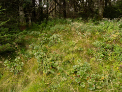 Geum radiatum, photograph (c) Turner Brockman, some rights reserved (CC BY-SA)