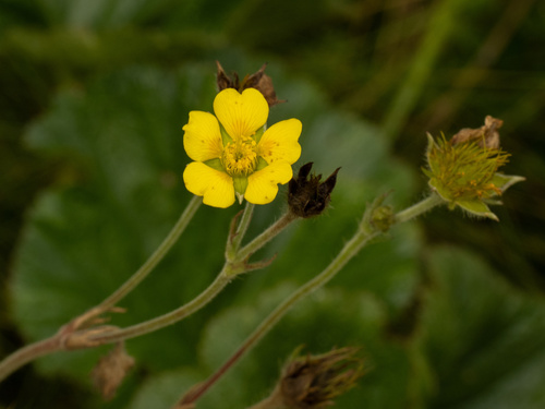 Geum radiatum, photograph 4