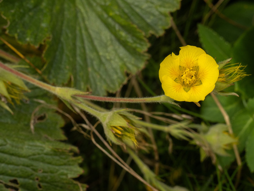 Geum radiatum, photograph 6