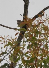 Cincloramphus mathewsi